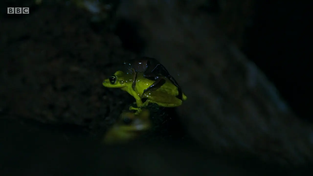 Humming frog (Chiasmocleis shudikarensis) as shown in The Mating Game - Jungles: In the Thick of It